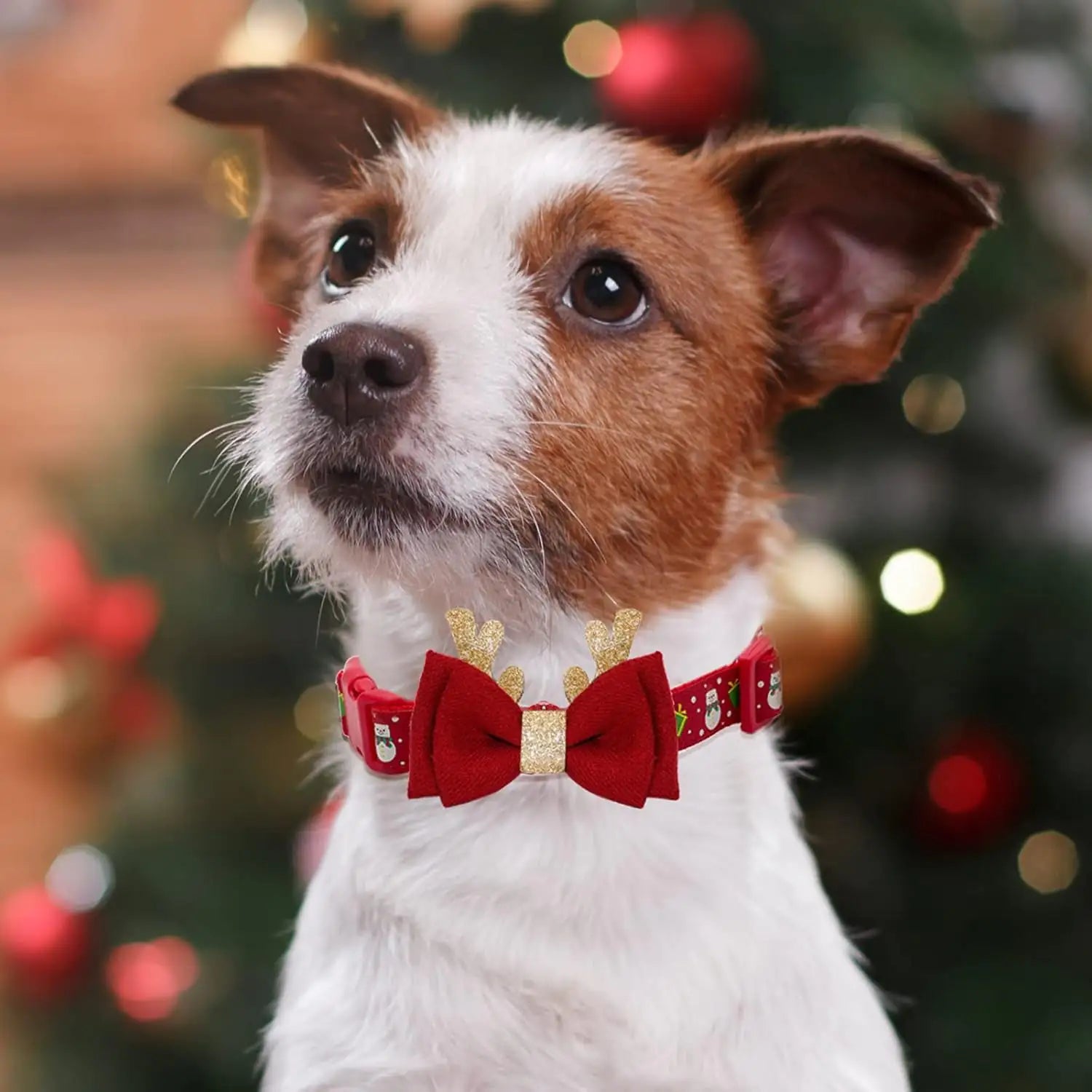 Holiday Cheer Medium Dog Collar with Removable Bow Tie